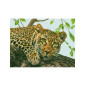 Printed Aida kit Leopard