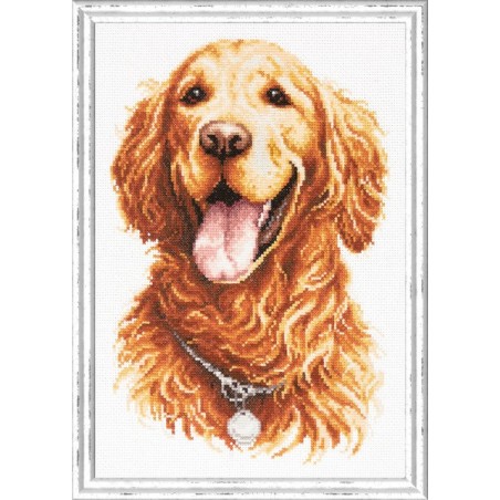 Kit de broderie Golden retriever