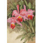 Embroidery kit Tropical orchid Embroidery kit Tropical orchid