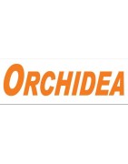 Orchidea